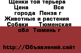 Щенки той терьера › Цена ­ 10 000 - Все города, Пенза г. Животные и растения » Собаки   . Тюменская обл.,Тюмень г.